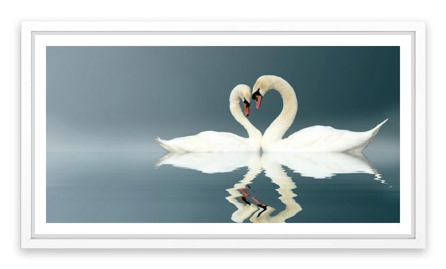 Love swans panorama