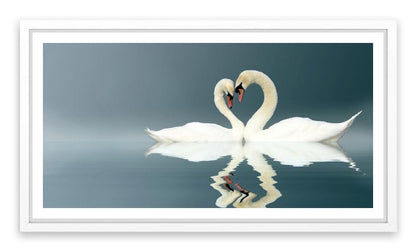 Love swans panorama