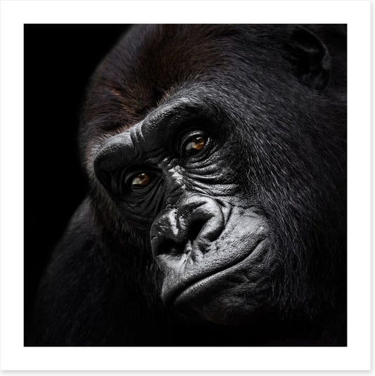 The glum gorilla