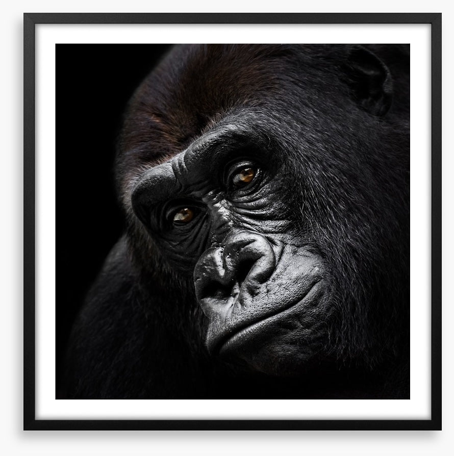 The glum gorilla