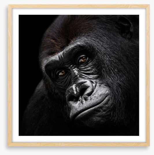 The glum gorilla