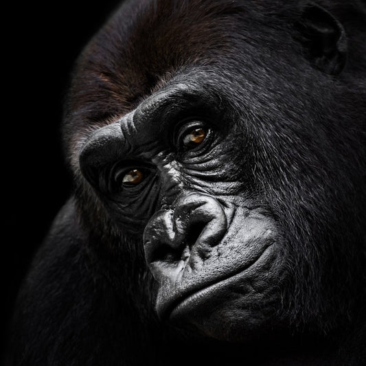 The glum gorilla