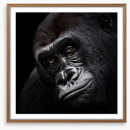 The glum gorilla