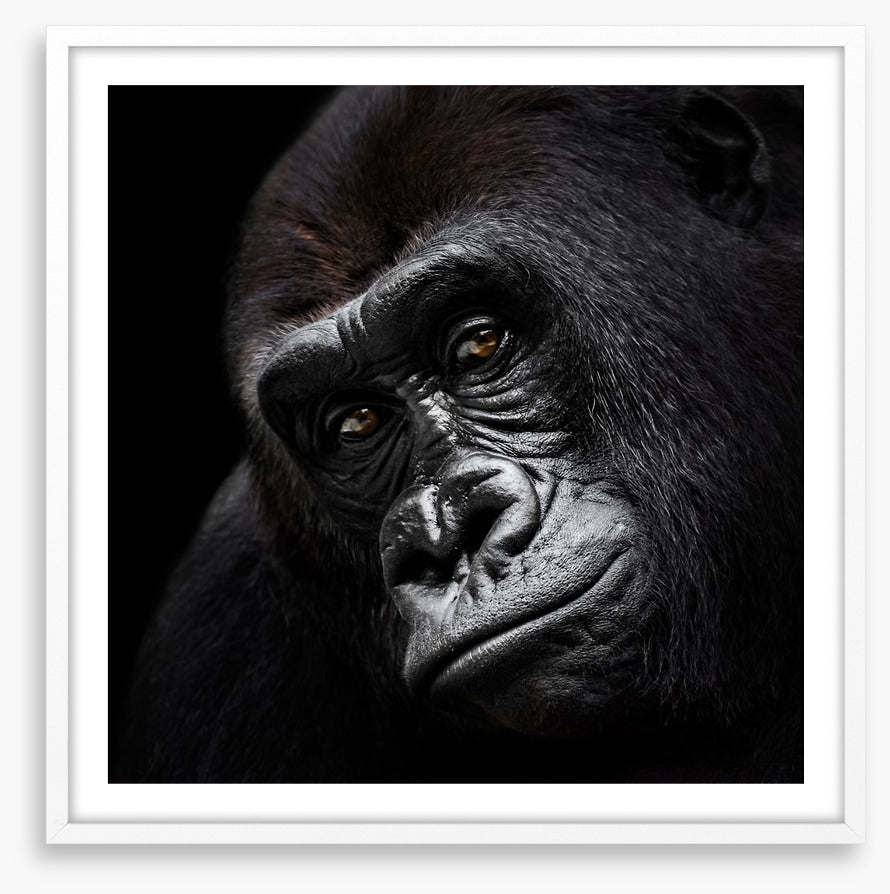 The glum gorilla