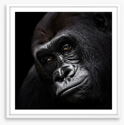 The glum gorilla