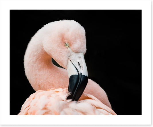 Fluffy flamingo
