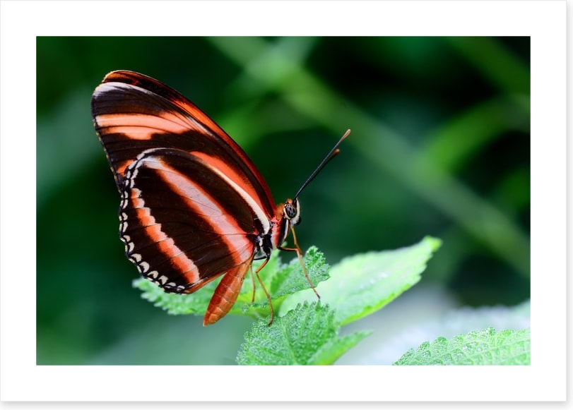 Insects