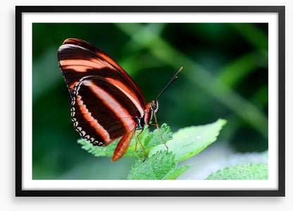 Insects
