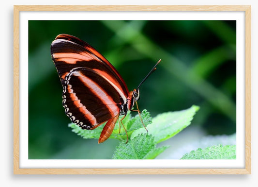 Insects