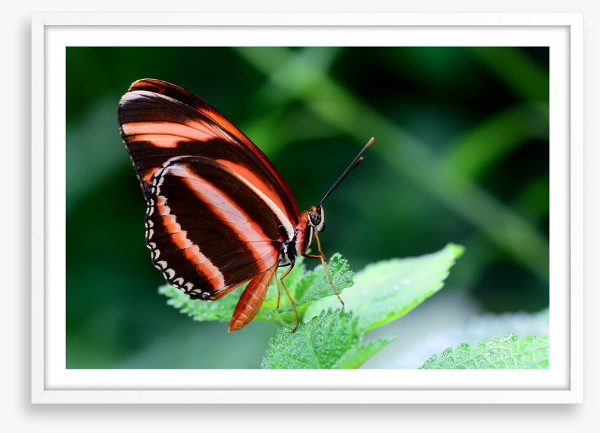 Insects