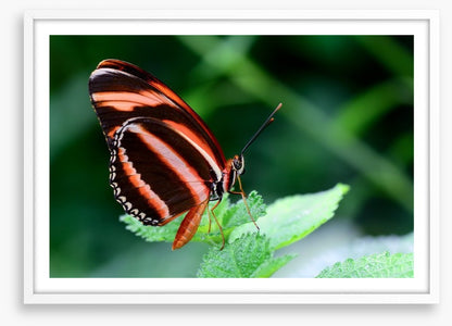 Insects