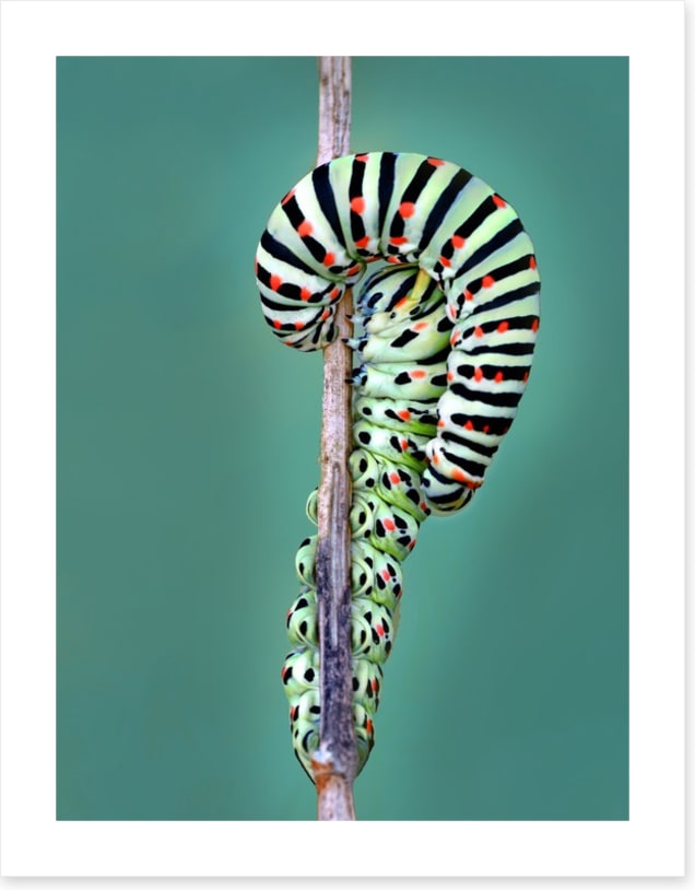Insects