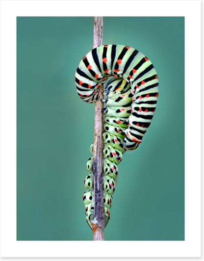 Insects