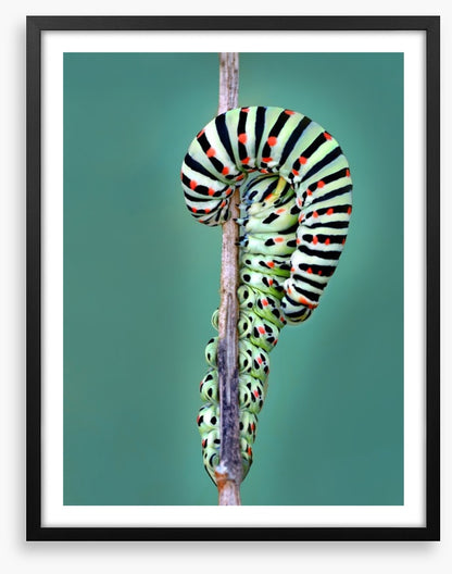 Insects