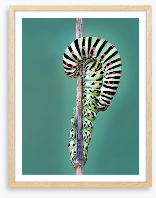 Insects