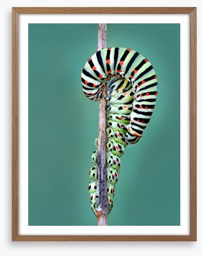 Insects