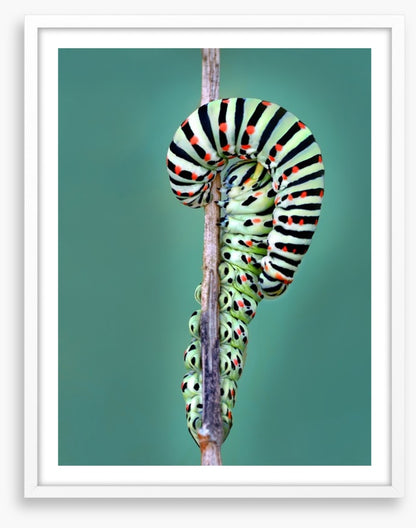 Insects