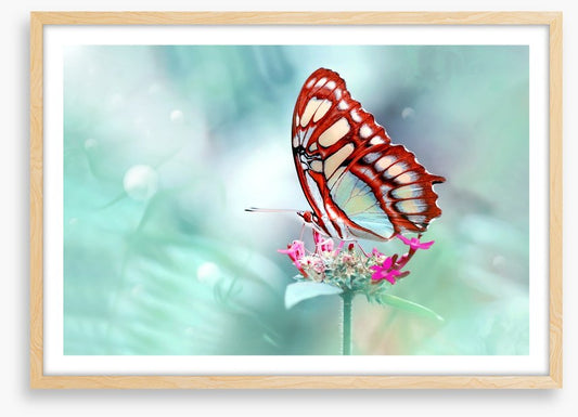 Insects
