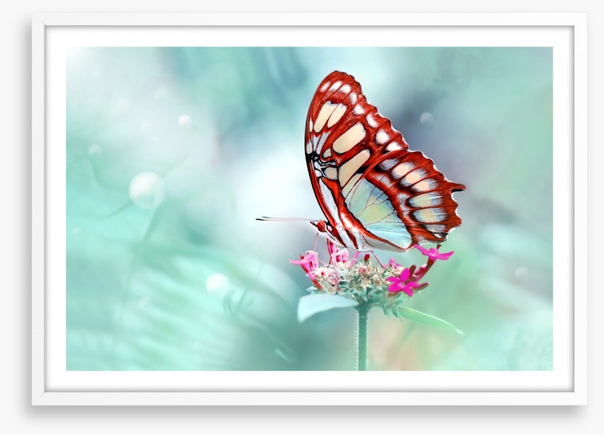 Insects
