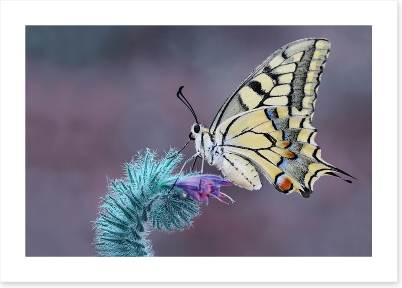 Papilio machaon macro