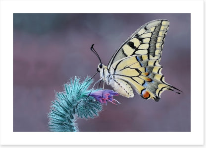Papilio machaon macro