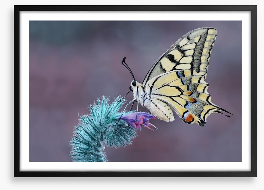 Papilio machaon macro