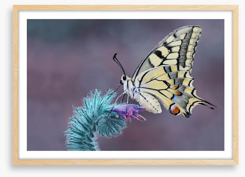 Papilio machaon macro