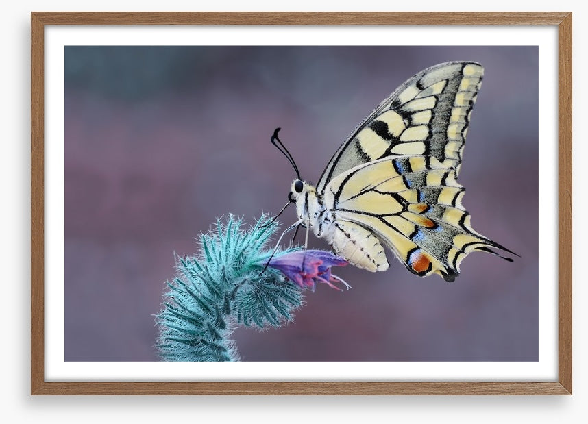 Papilio machaon macro