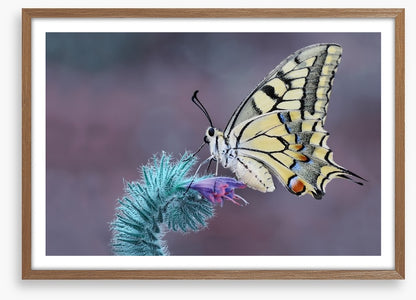 Papilio machaon macro