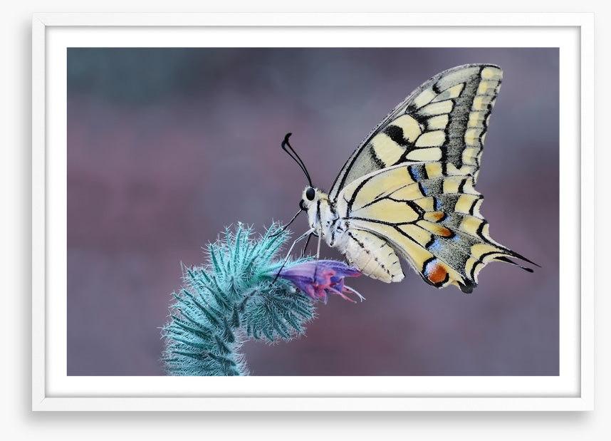 Papilio machaon macro