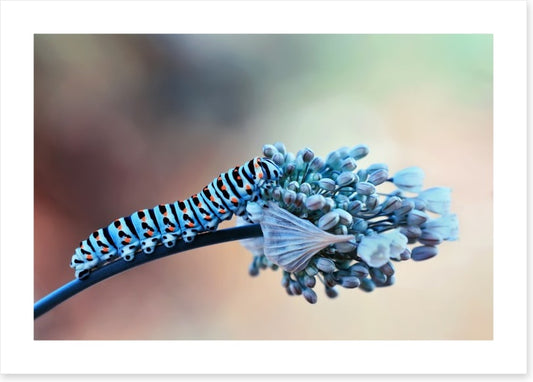 Insects