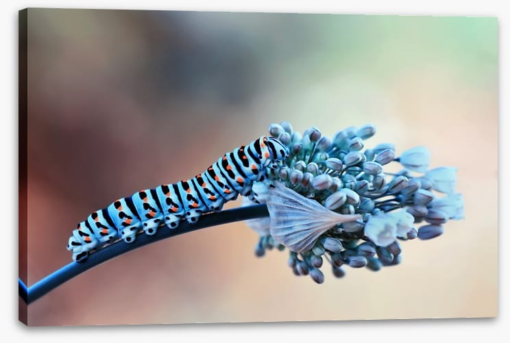 Insects