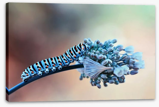 Insects