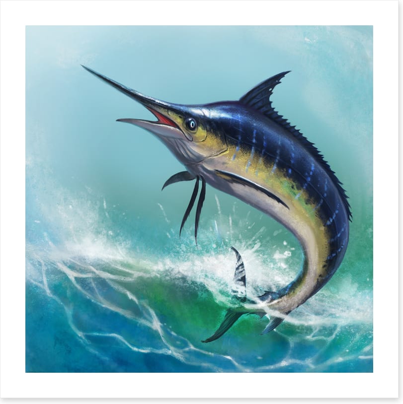 Blue marlin jump