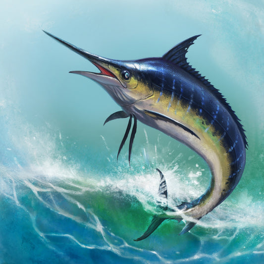 Blue marlin jump