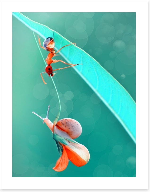 Insects