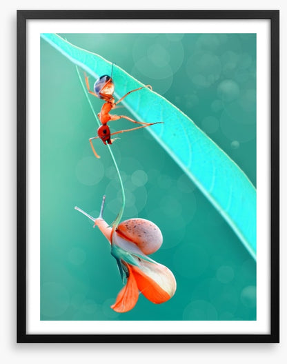 Insects