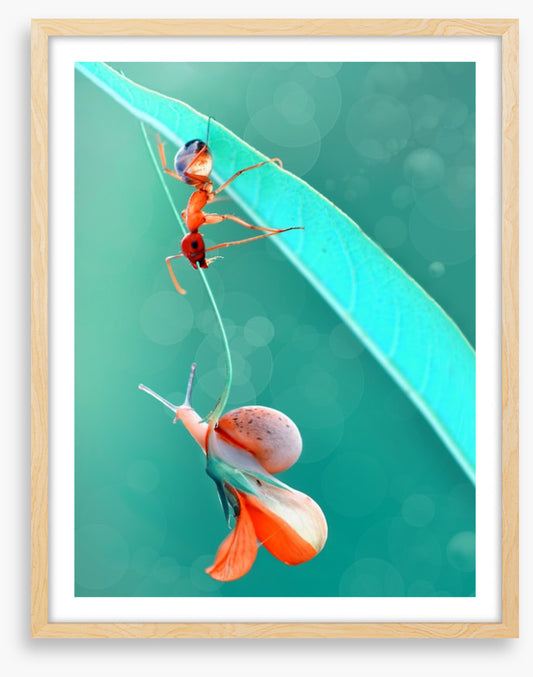Insects