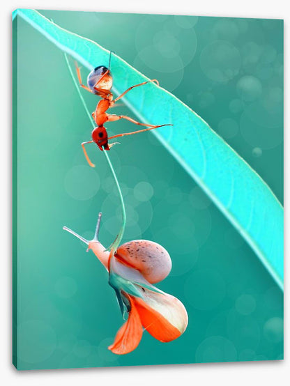 Insects