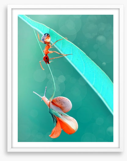 Insects