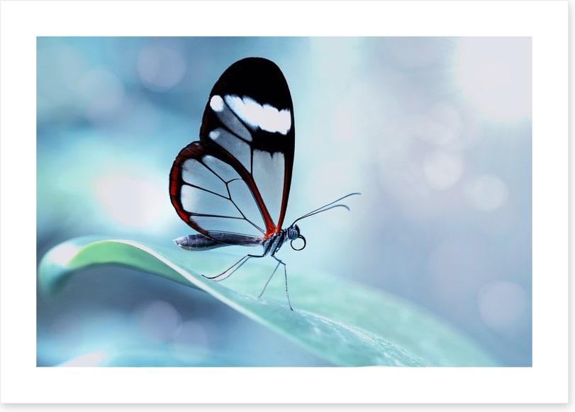 White stripe wings