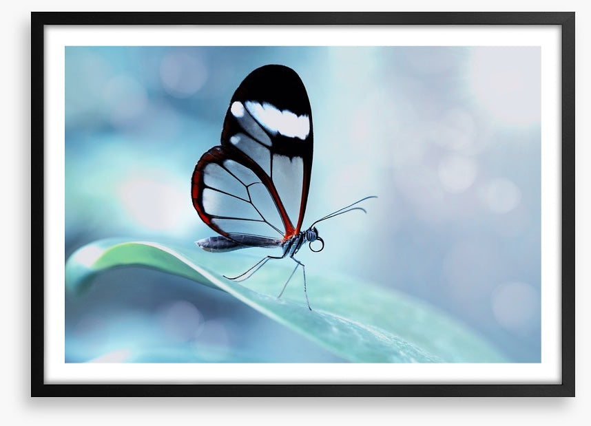 White stripe wings
