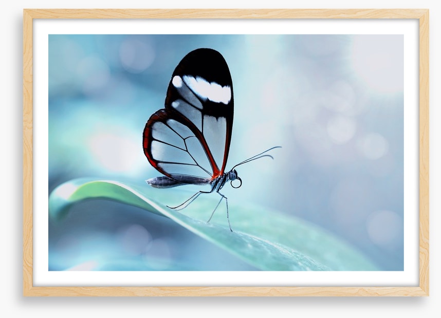 White stripe wings