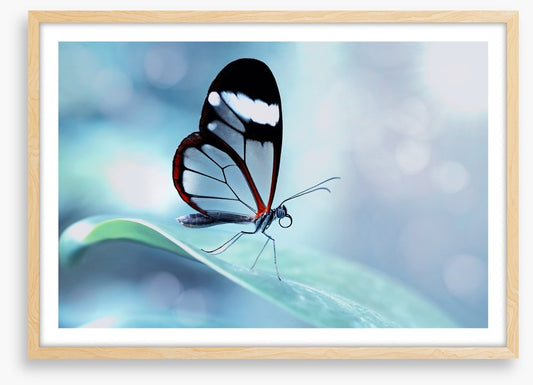 White stripe wings