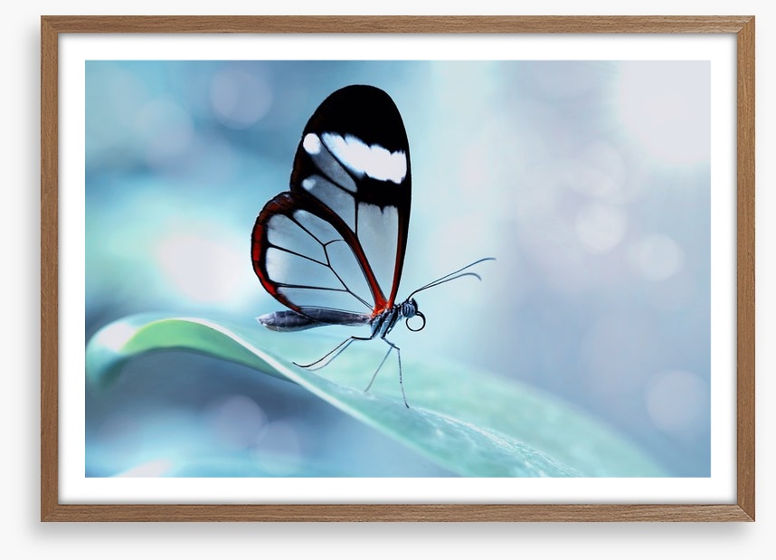 White stripe wings