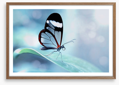 White stripe wings