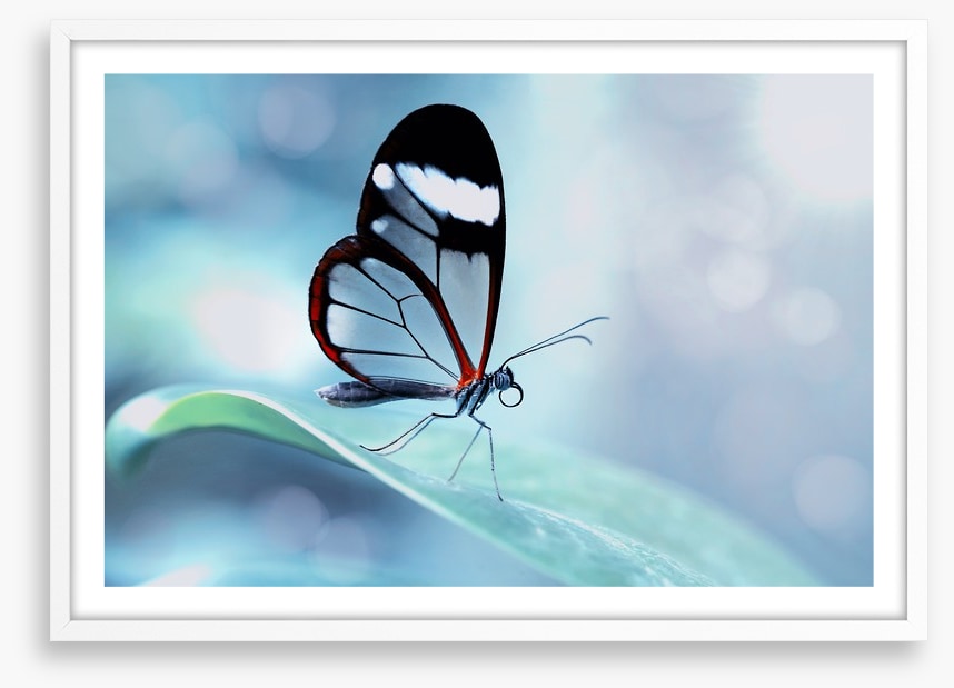 White stripe wings