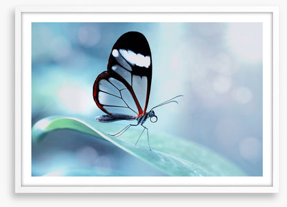 White stripe wings