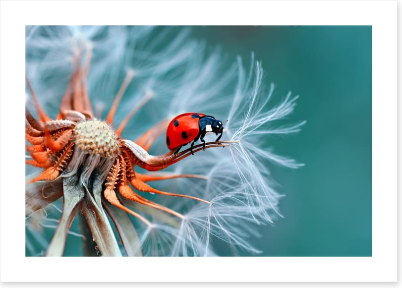 Insects
