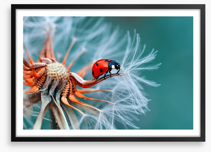 Insects